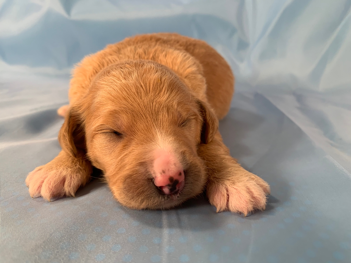 Apricot To Yellow And White Standard Bernedoodle Puppy For Sale